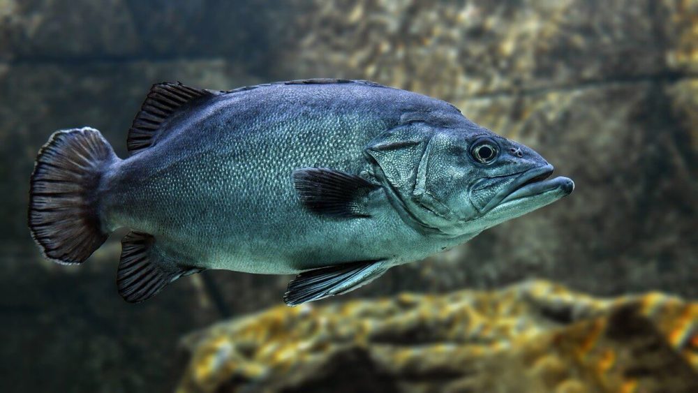 Fischschuppen sehen sehr schön aus