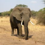 Elefant