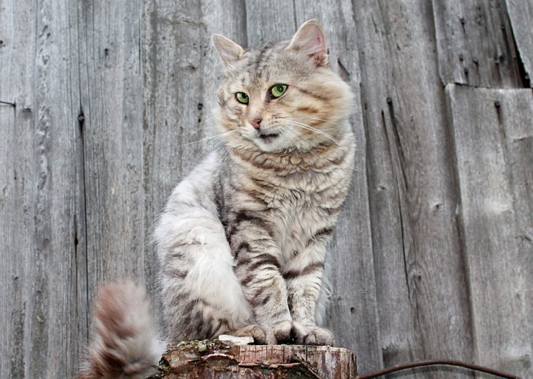 Maine Coon BKH Mix Katze Charakter, Merkmale und Haltung