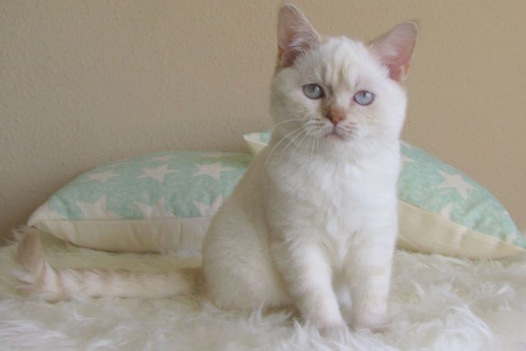 Maine Coon BKH Mix Katze – Charakter, Merkmale und Haltung