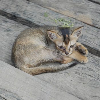 burma-katze
