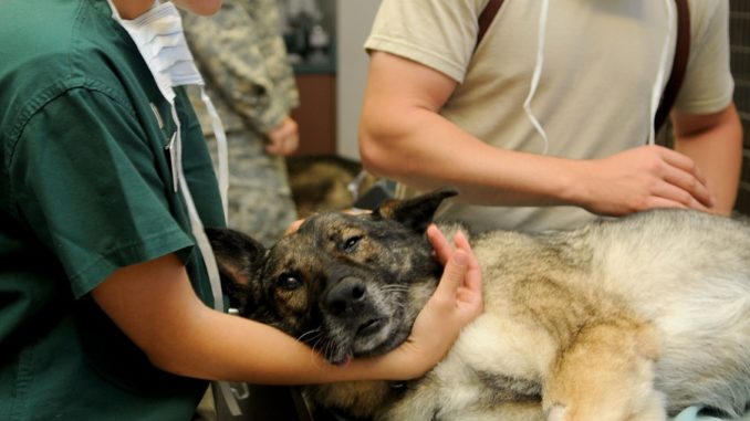 Hund beim Tierarzt kostet Geld