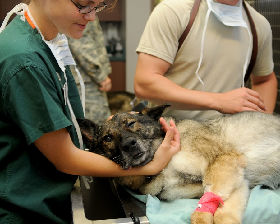 Tierkrankenversicherung für den Hund