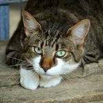katze-anschaffen