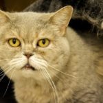katze-in-die-jahre