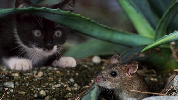 katze-nager-maus