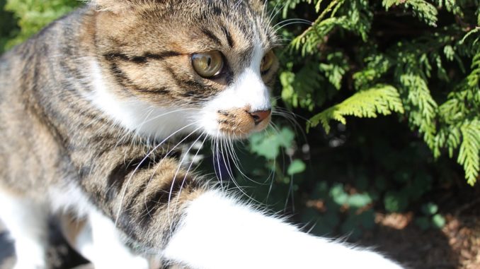 katze-spaziert-ohne-katzengeschirr