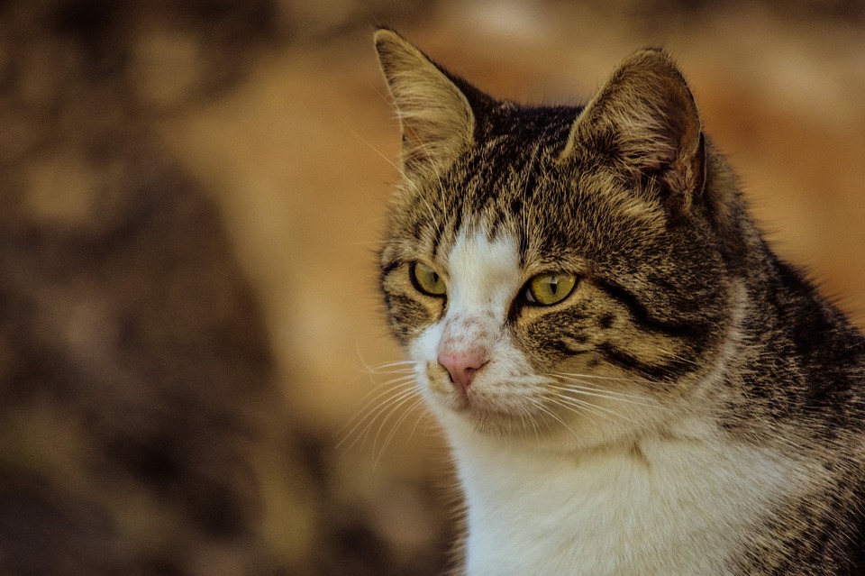 Katzen Körpersprache