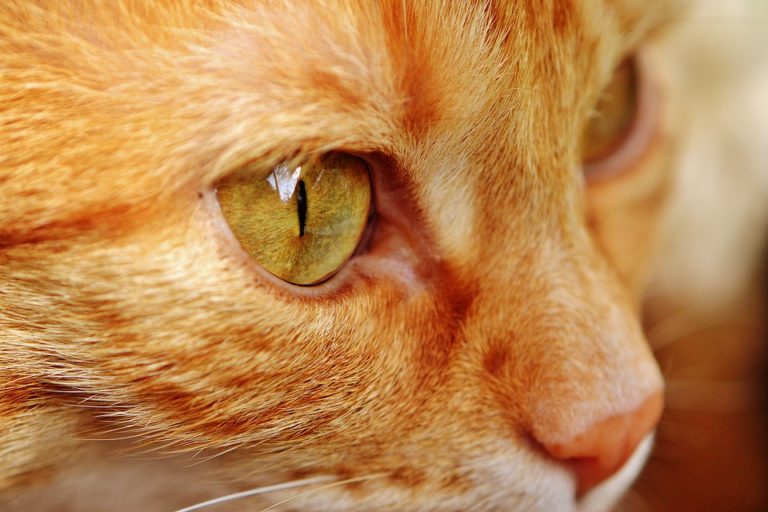Ist Lavendel giftig für Katzen? Alles, was Sie wissen müssen