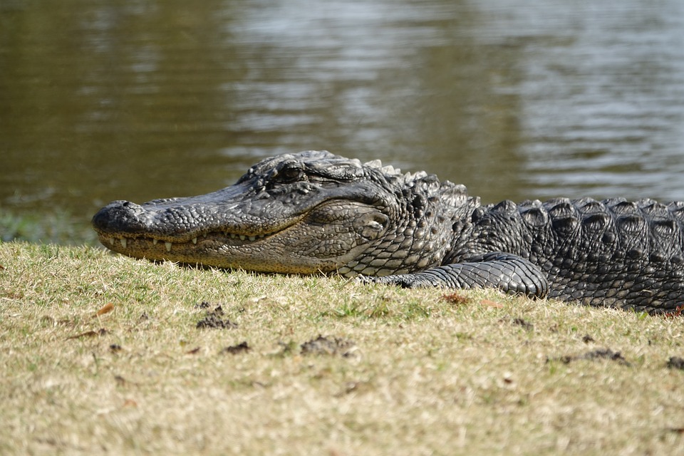 saurier-nachkommen-krokodil