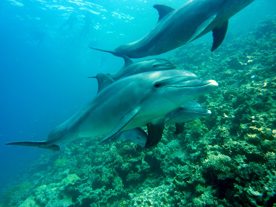 Süßwasserdelfine