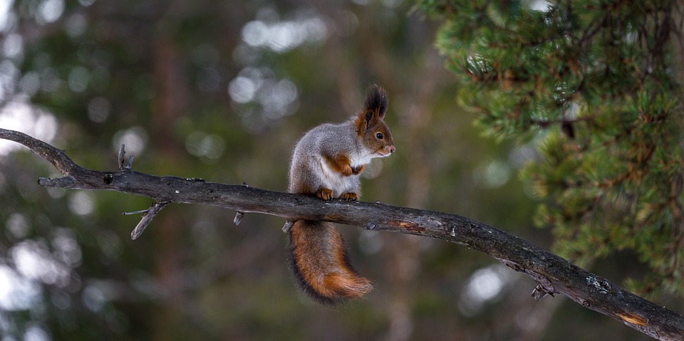 Tiere im Winter