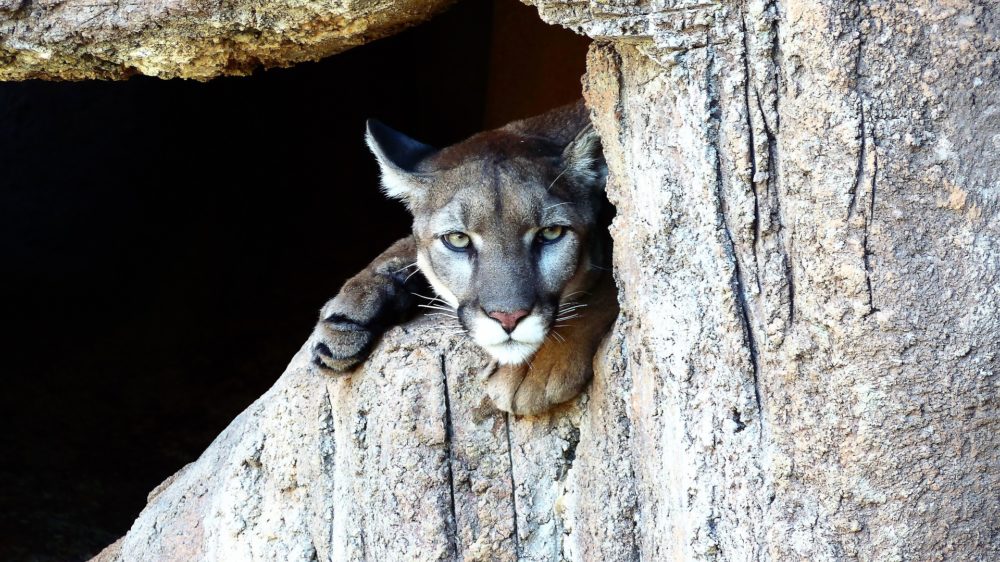 Katzenfoto: Puma großkatze schaut aus Höhle