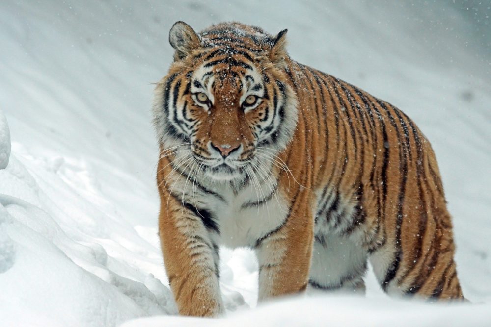 Katzenfoto: Tiger im Schnee.