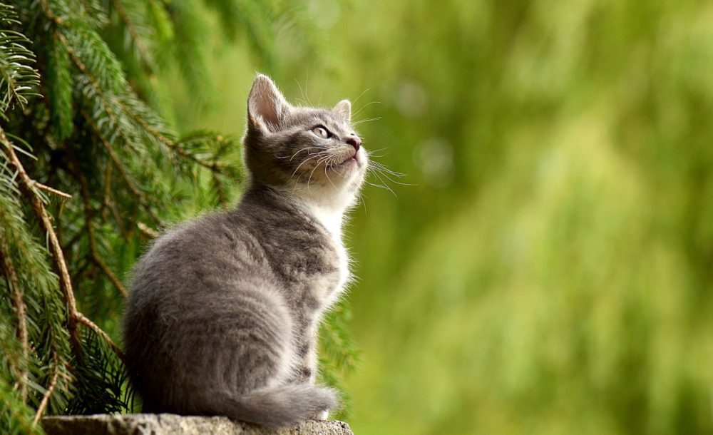 PetTec Pet Feeder vollautomatischer Futterautomat für Katzen im Praxistest