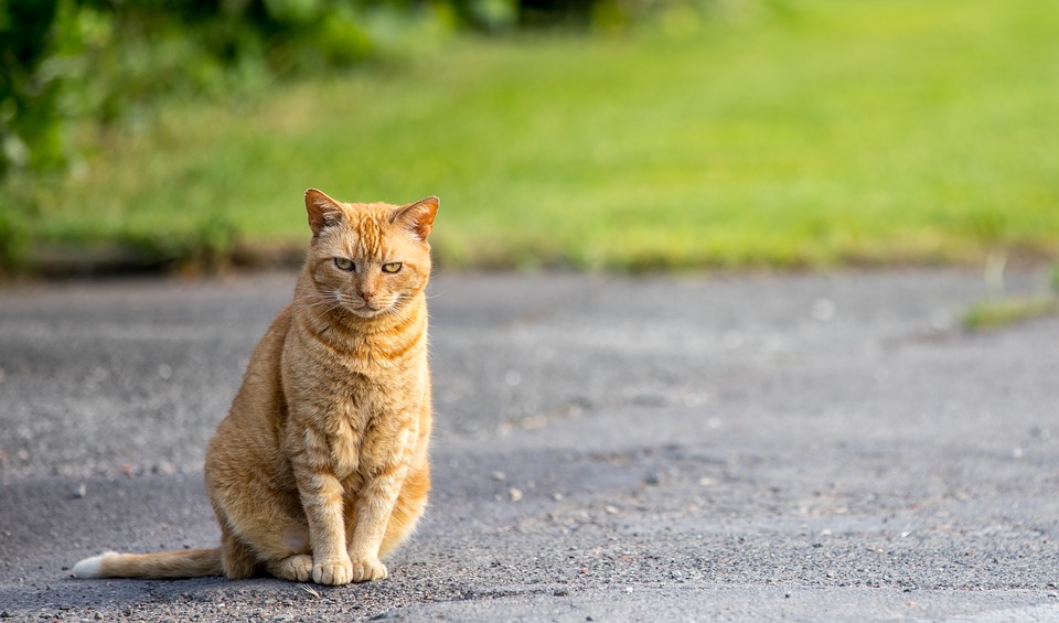 Katze entlaufen – Was tun und wo suchen?