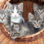 katzenpension