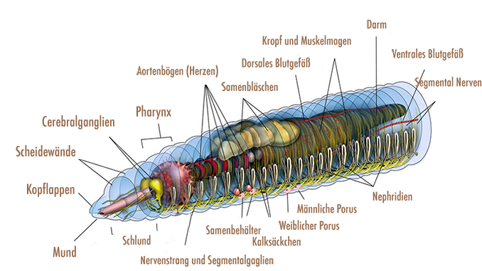 Regenwurm Korperbau Fortpflanzung Und Regenwurmzucht