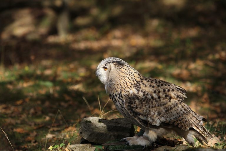 Vogel ist nachts laut Ruft und piept
