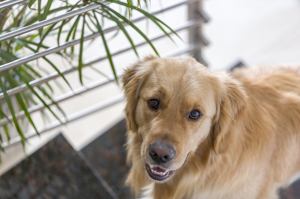 Was kostet ein Hund im Monat?