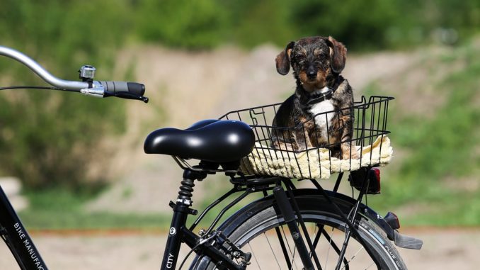 hund-hinten-am-fahrradkorb