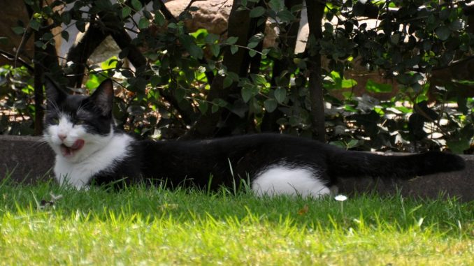 Was Essen Katzen Tiere Onlinede