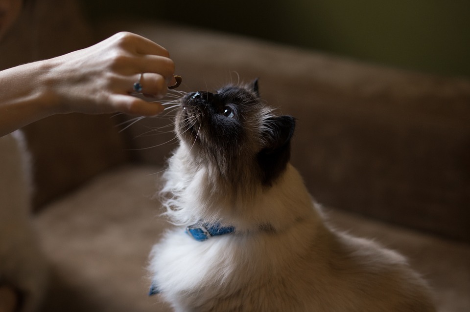 katze-wird-gefuettert