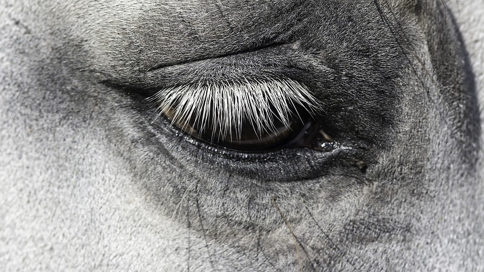 Mondblindheit Pferd Homöopathie