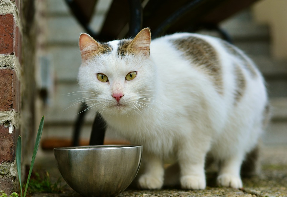 Was essen Katzen? Fragen über Katzennahrung beantwortet