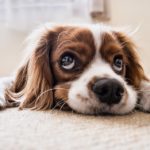 hunde-sauberkeitserziehung-stubenrein