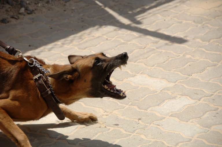 Hundeabwehr Mittel gegen Hunde zur Abwehr » Tiere Online