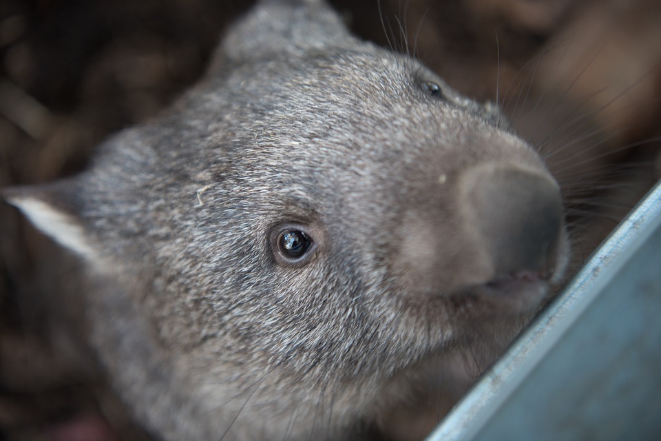 Wombat als Haustier halten