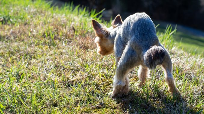 Hundekot_bekämpfen