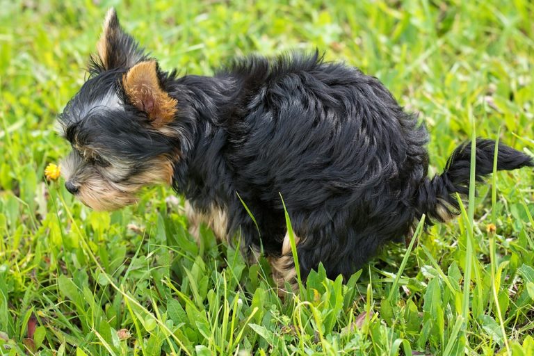 Hundekot im Garten bekämpfen und Hundehaufen entfernen