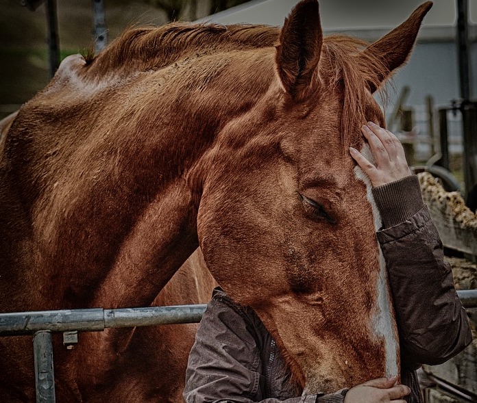 Erstes Pferd Kaufen Was Beachten