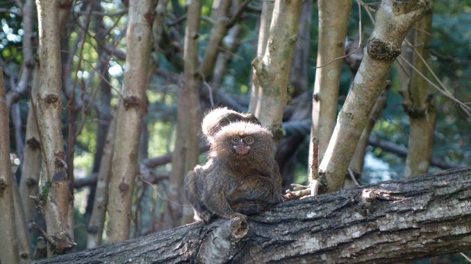 zwergseidenaeffchen sitzt auf einem Baum und schaut in die Kamera