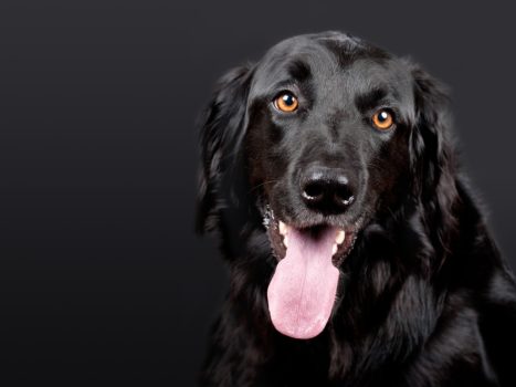Sprayhalsband bei einem schwarzen Hund
