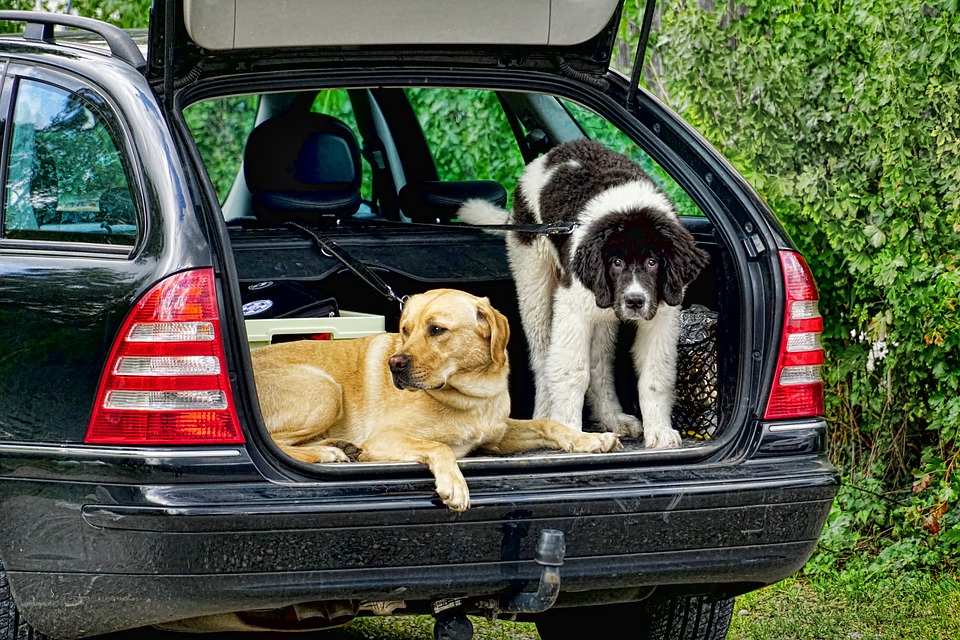 Hunde im Auto: Autofahren mit Hund im Kofferraum