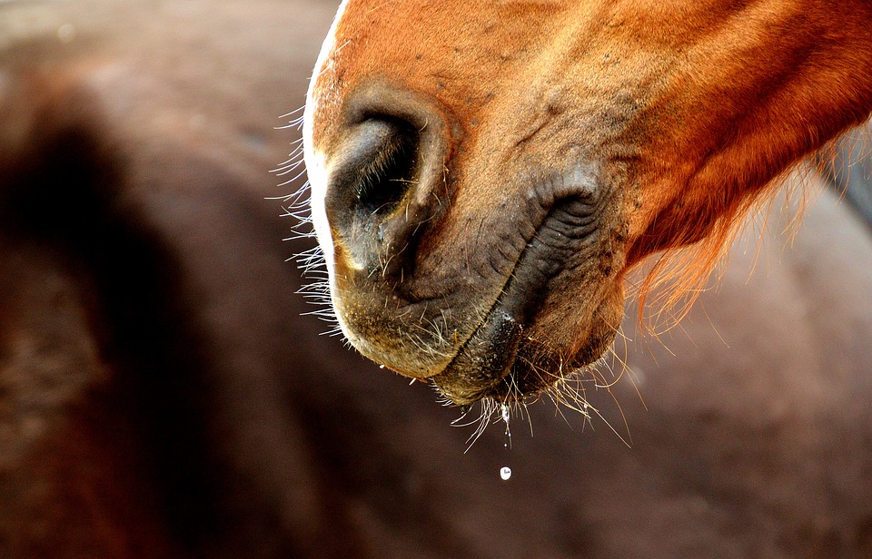Leinöl für Pferd – Dosierung und Haltbarkeit