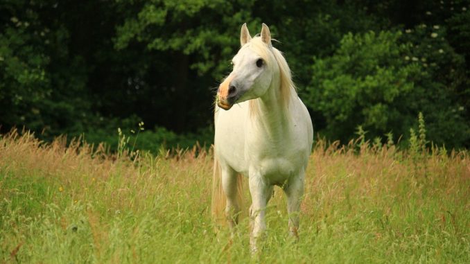 pferde koennen mit leinoel behandelt werden