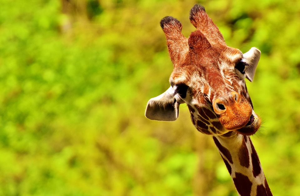 Echte Giraffe kaufen und halten