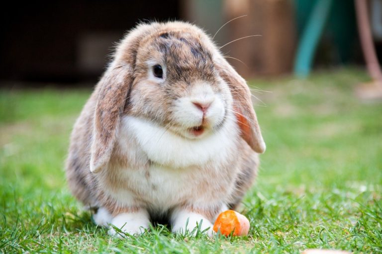 Kaninchenfutter Was dürfen Hasen essen?