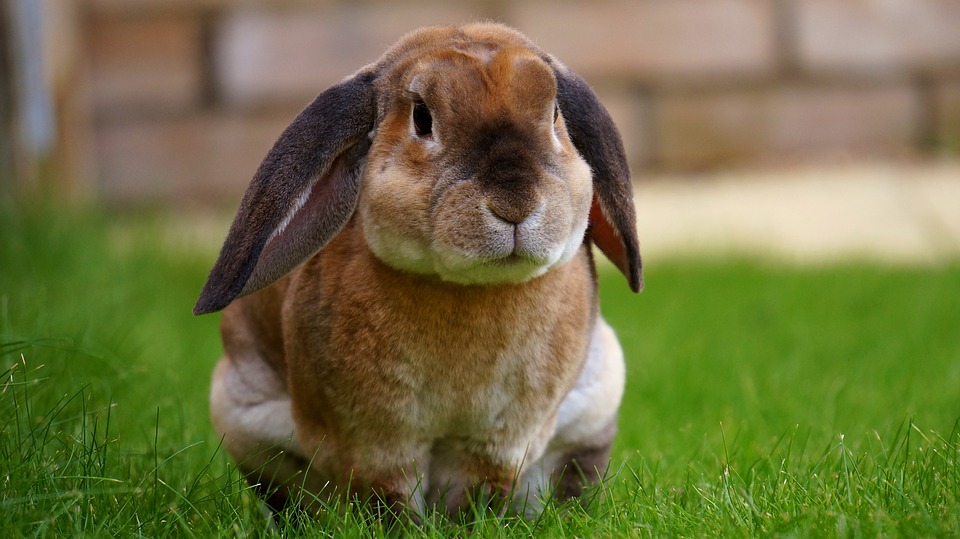 Dürfen Meerschweinchen Pak Choi Essen