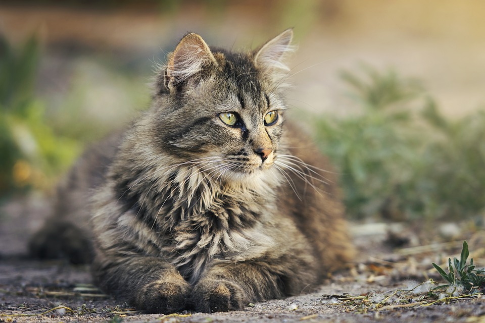 Räude Bei Katzen Hausmittel