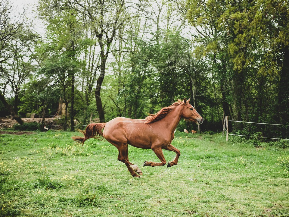 Pferd tritt aus – Was tun?