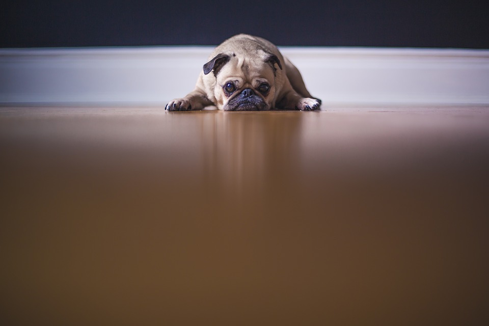 Wie lange kann ein Hund alleine bleiben? 