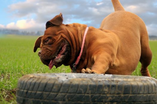 Molosser Molosser Hund – Charakter, Merkmale und Lebensdauer