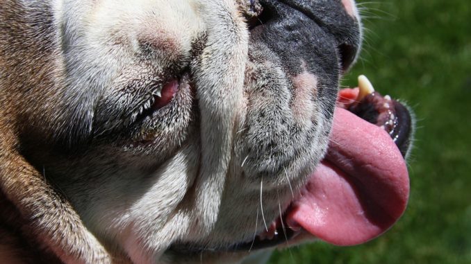 Nickhaut Hund: Vorfall-cherry-eye