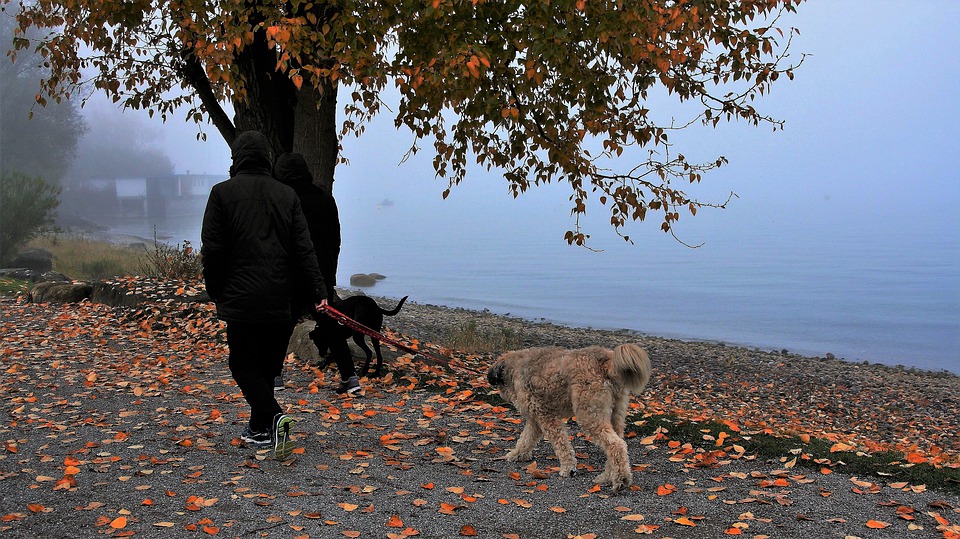 Hunde Regenschirm Kaufratgeber und Tipps