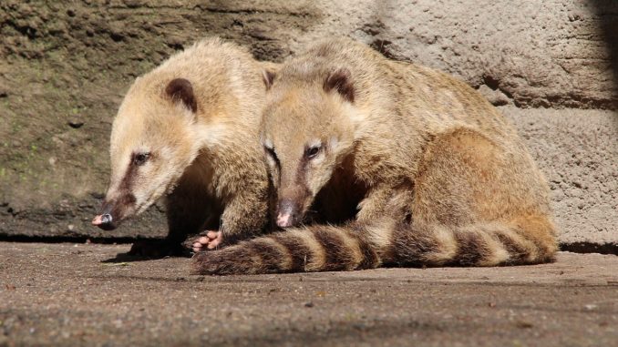 Nasenbär, Haltung als Haustier